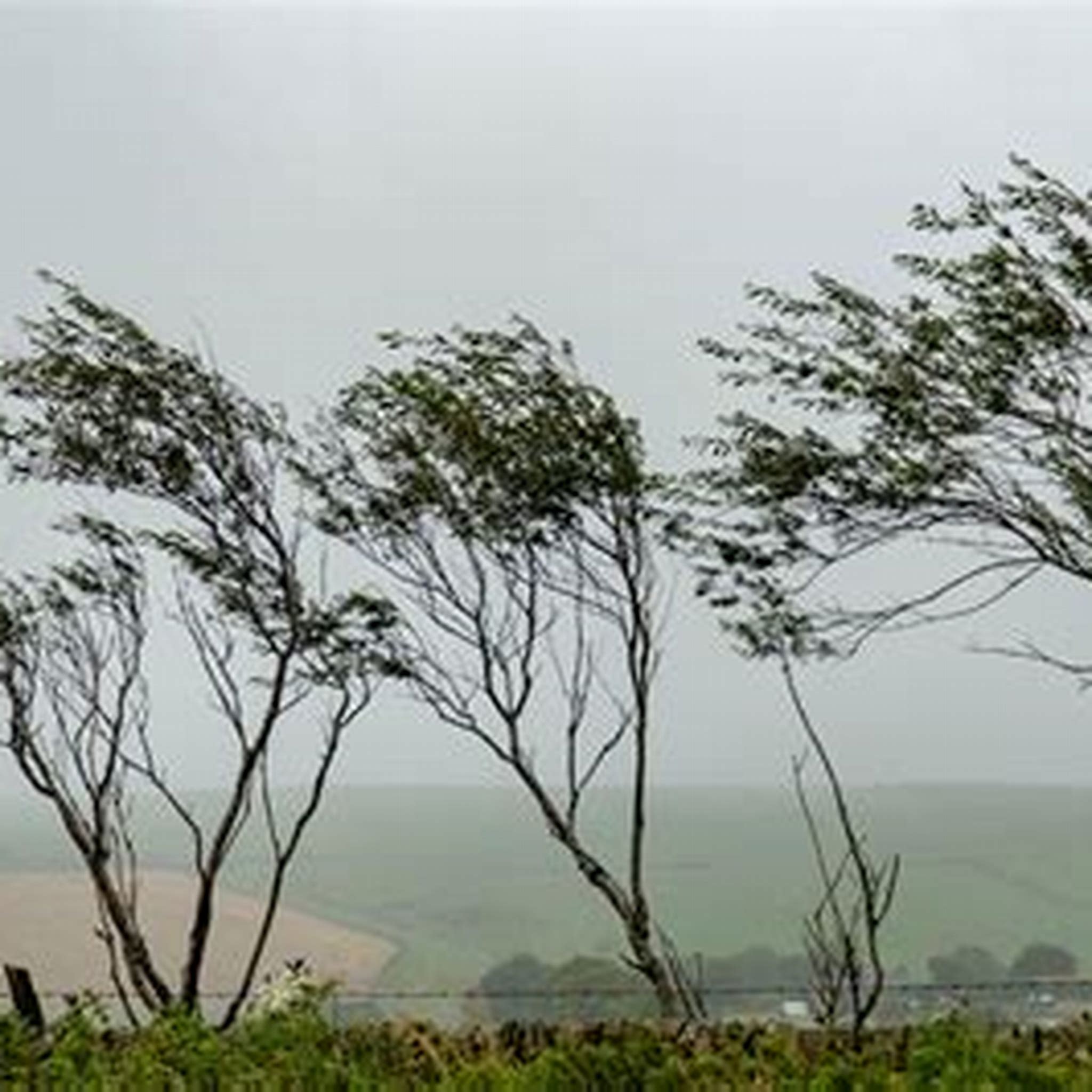 WIND FOREST