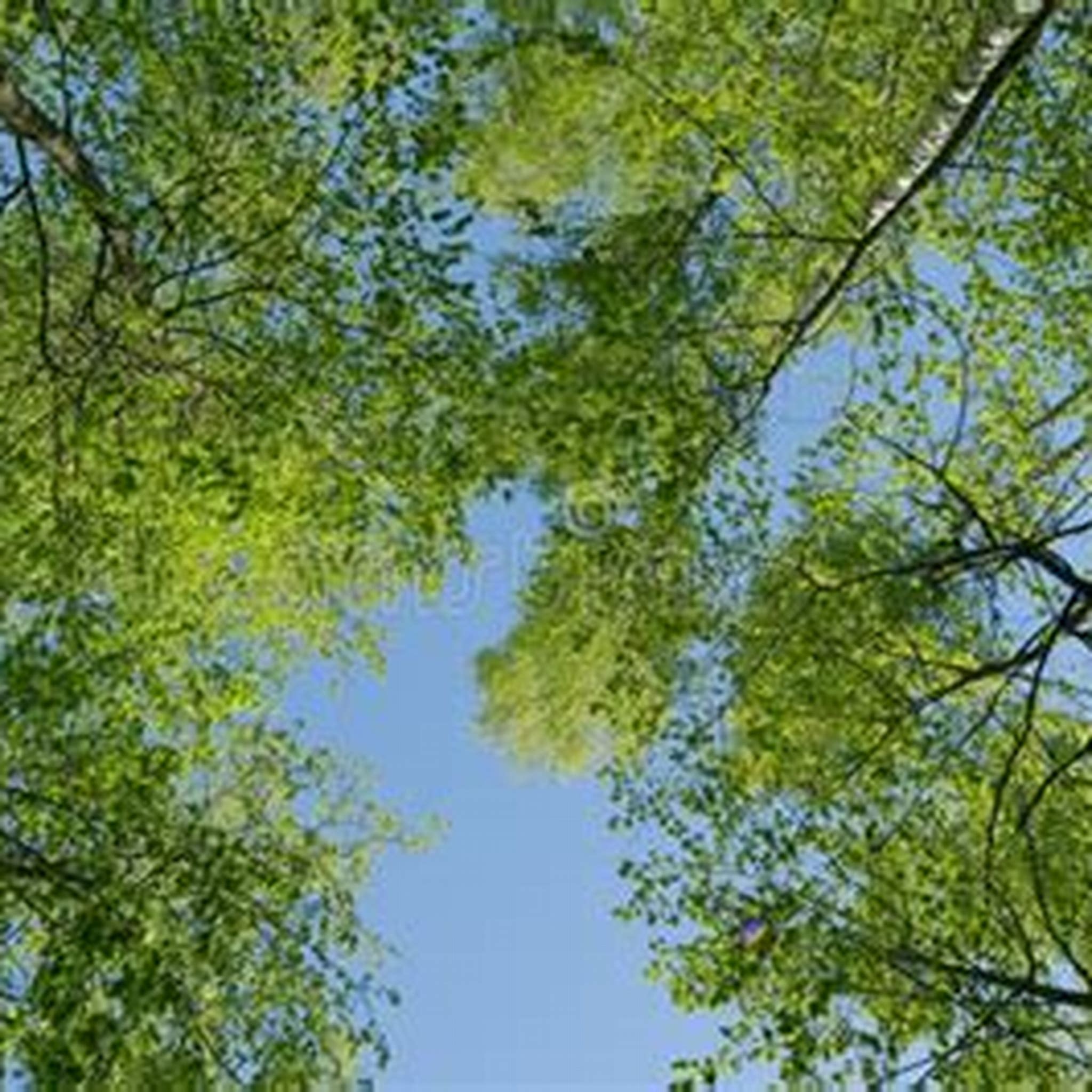 WIND SUMMER BREEZE