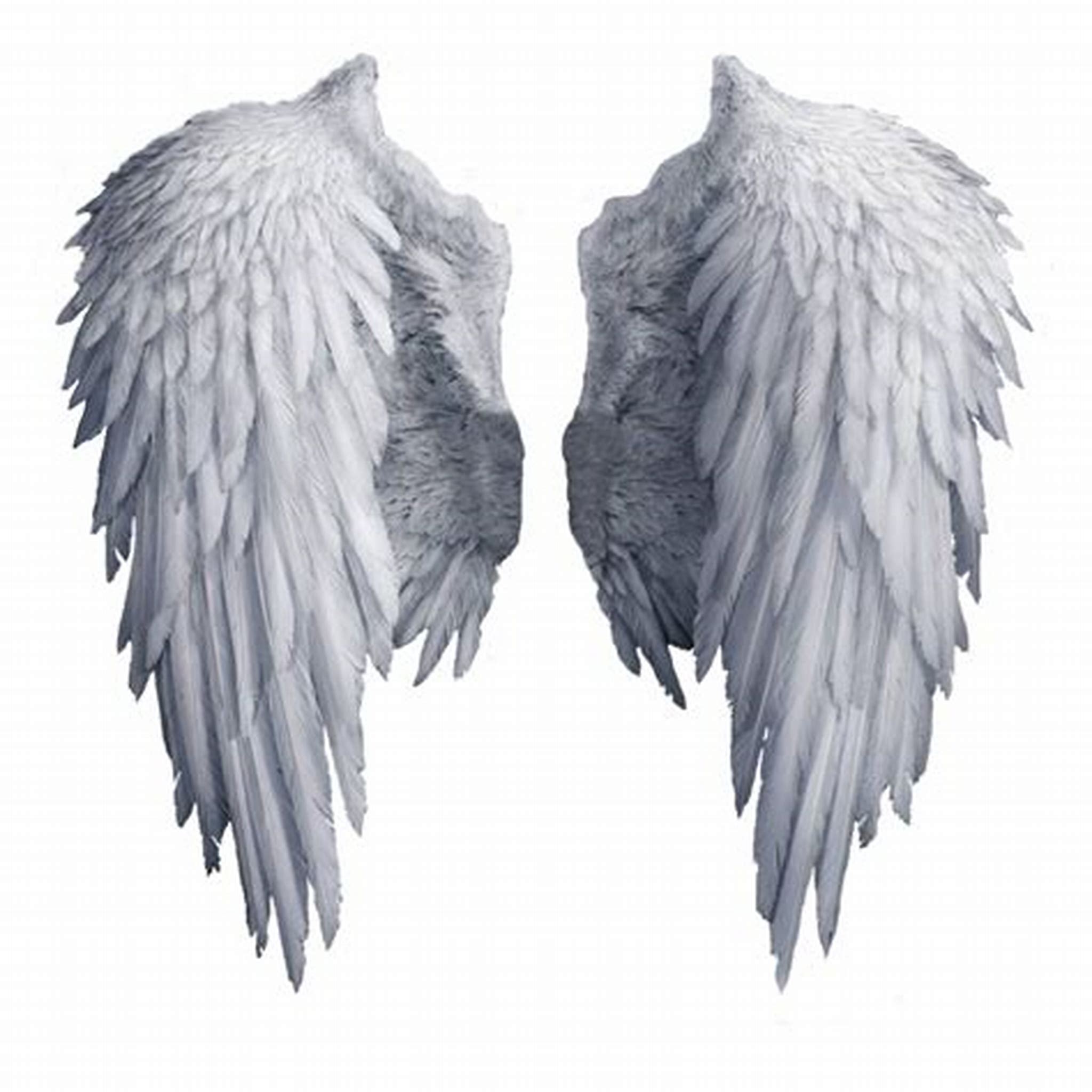 WINGS TRANSPARENT