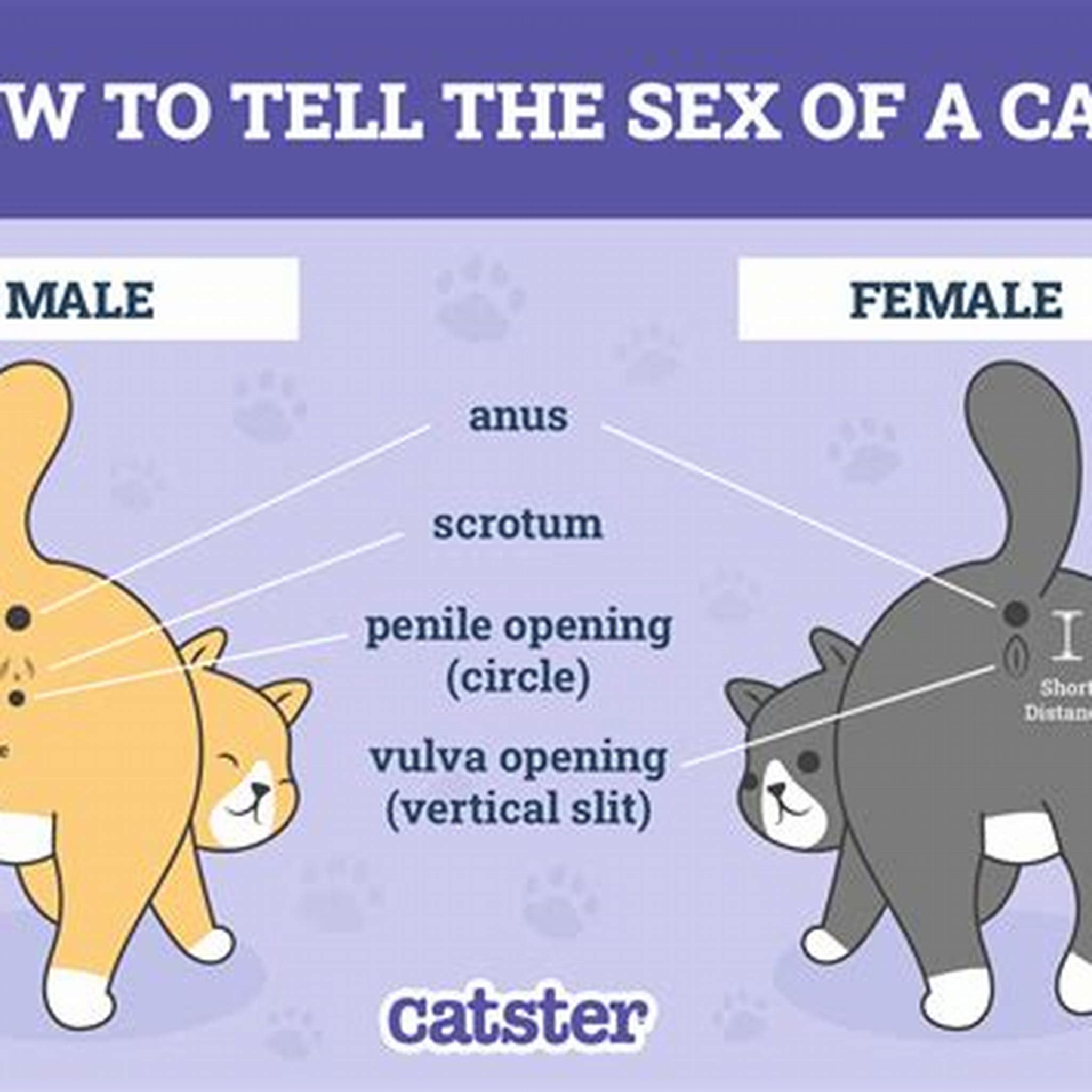 YOU CAN DETERMINE THE SEX OF YOUR CHILD