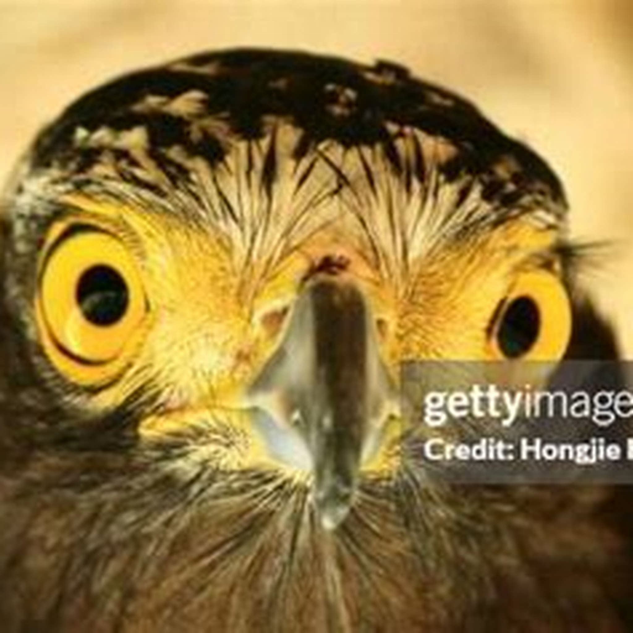 EAGLES EYES