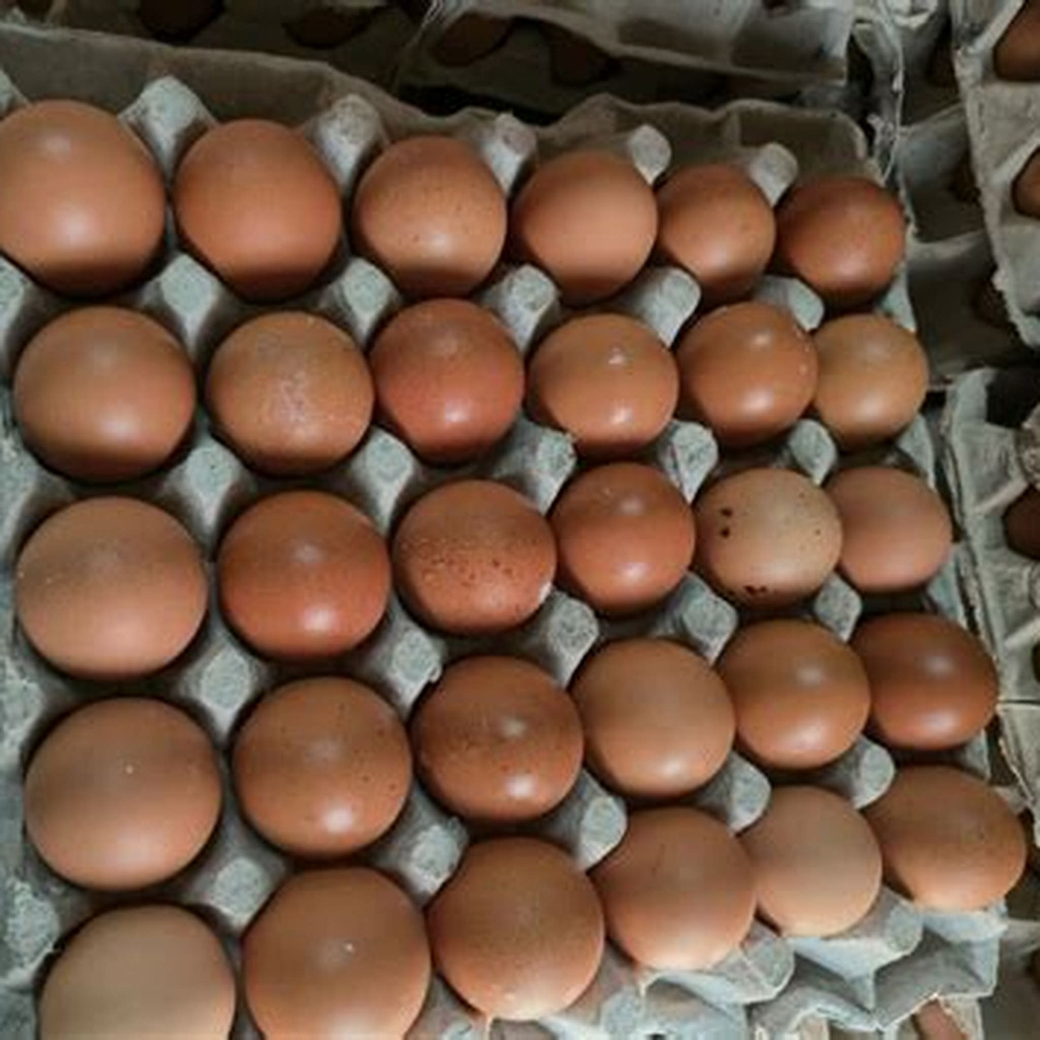 EGGS OSOGBO BY 15