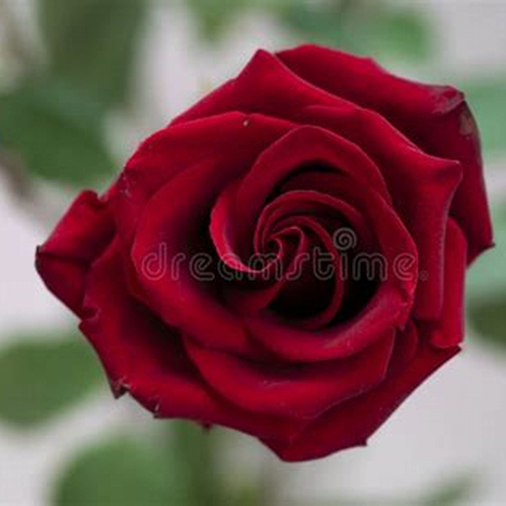 FLOWER ROSE