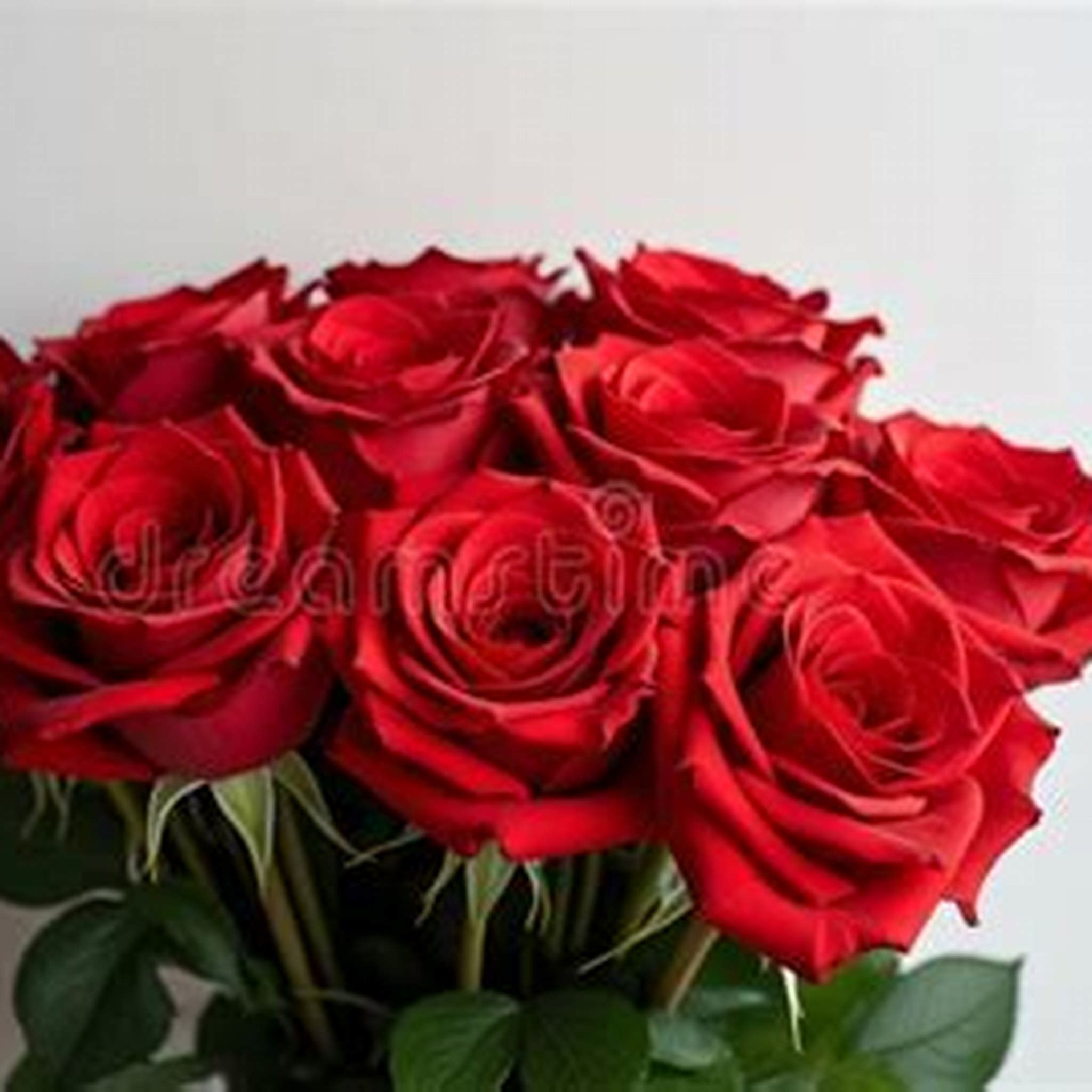 RED FLOWER