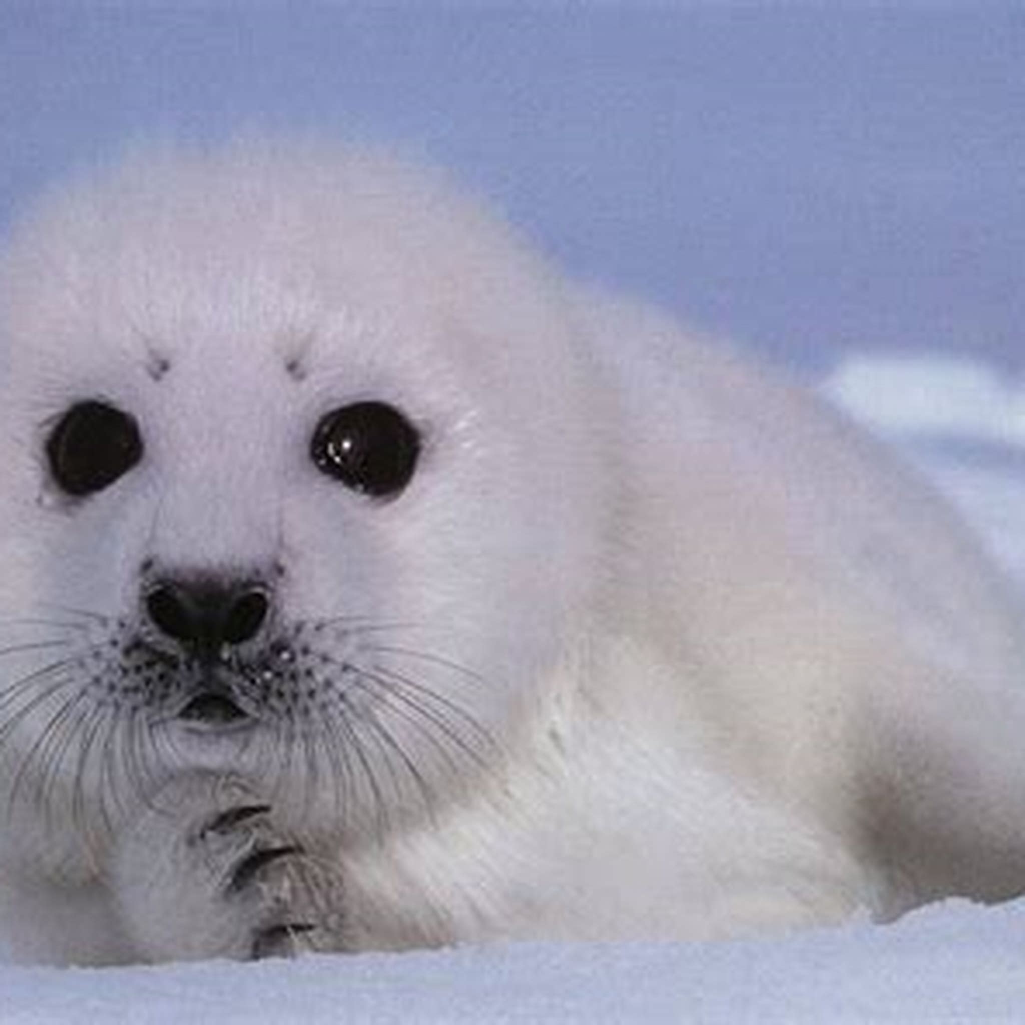 SEAL IT MAKE UP SEAL