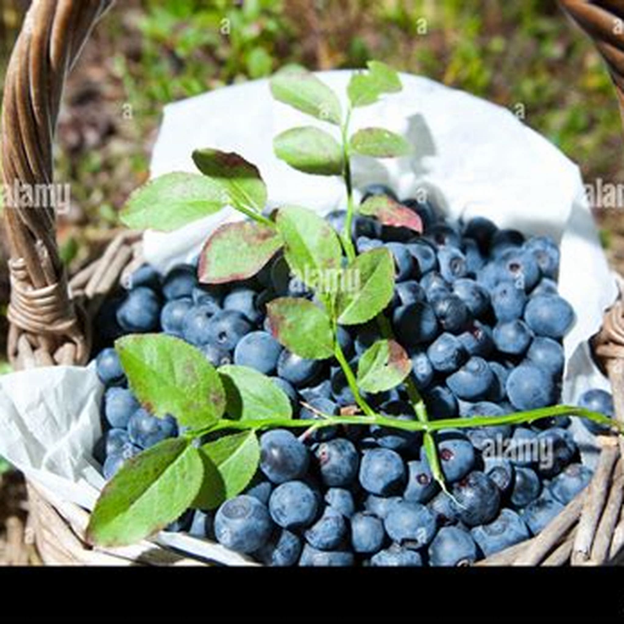 SUNSHINE BLUEBERRY MYRTILLE