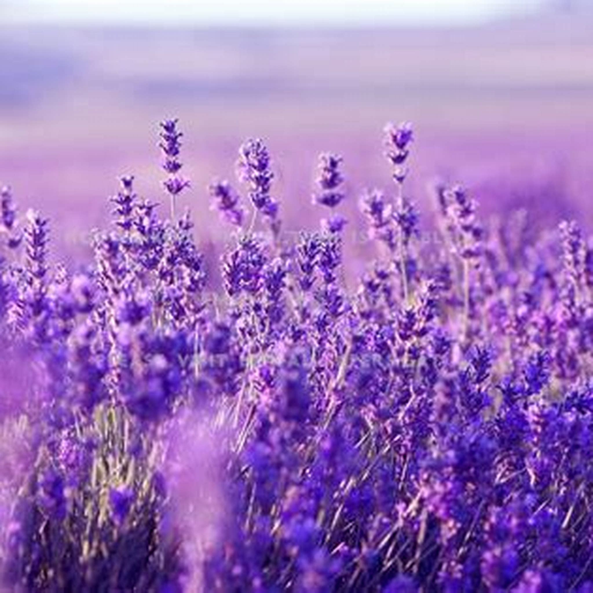 BEAUTIFUL FLOWERS LAVANDE